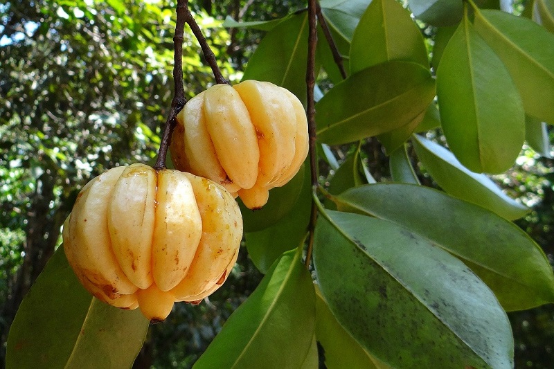 Enjoy Better Health with Garcinia Cambogia